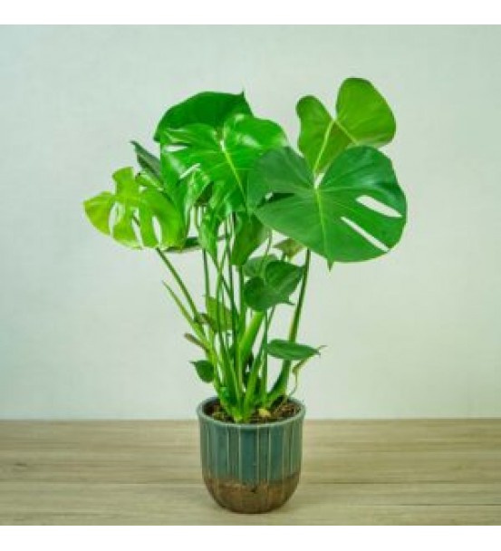 monstera