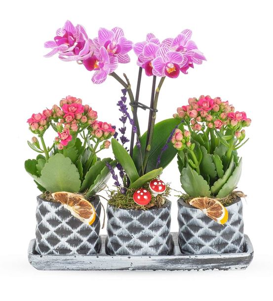 Mini Orkide ve Kalanchoe