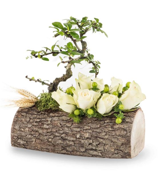 Kütükte Zelkova Bonsai ve Beyaz Güller