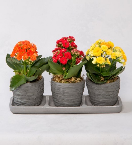 Trio Helende Kalancho