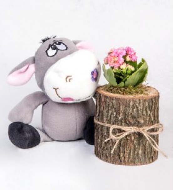 KÜTÜKTE KALANCHOE VE SEVİMLİ EŞŞEK