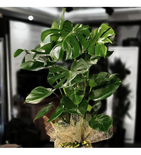 Monstera