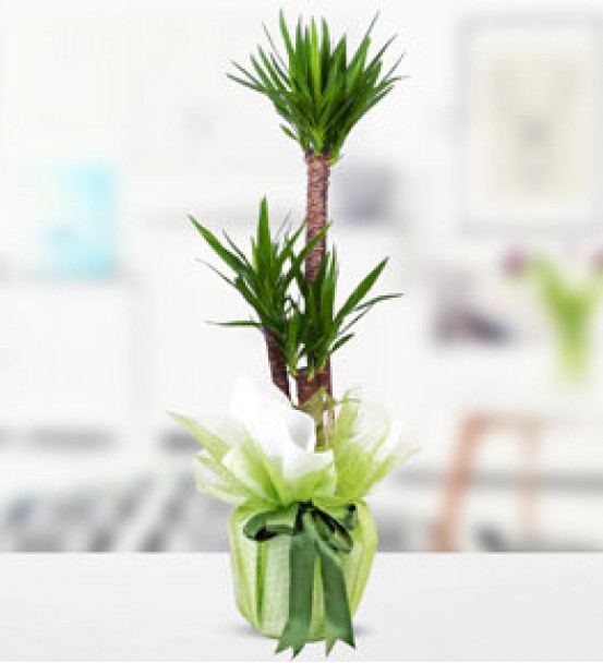 3lü yucca 